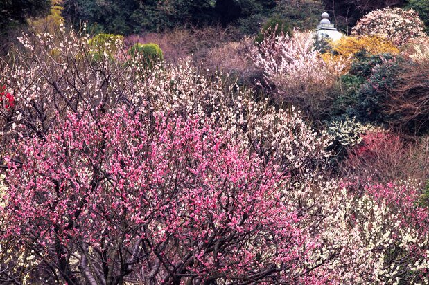 梅花季的瑞泉寺