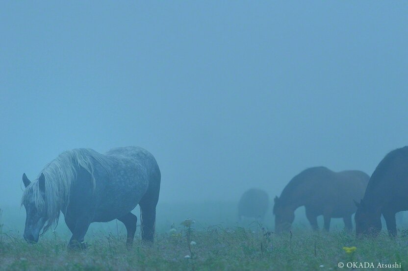 Paciendo en la niebla del verano. En esta estación la pradera rebosa de flores silvestres. Fotografía tomada por Okada Atsushi en agosto de 2013.