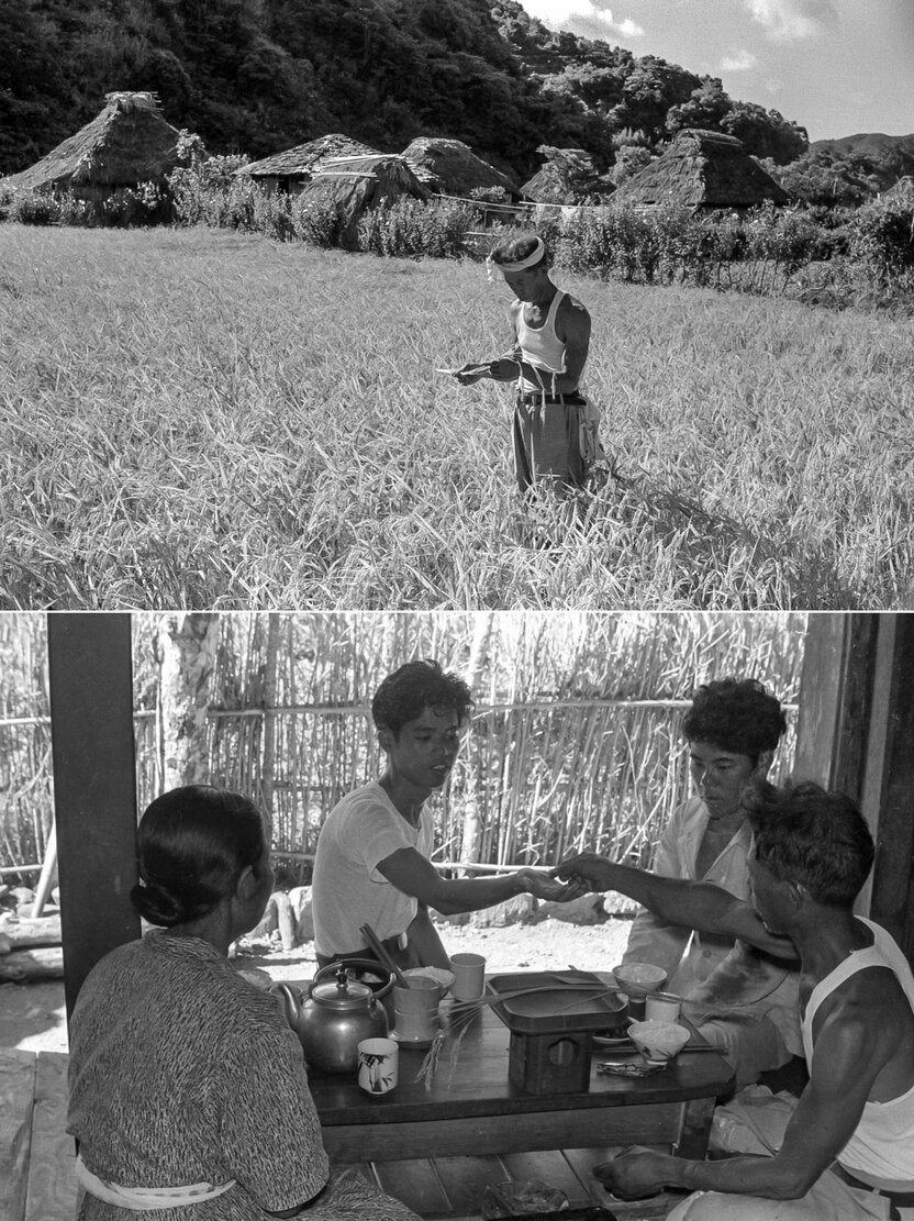 El Shikyo-ma, un ritual relacionado con el cultivo del arroz que se celebraba antiguamente en la localidad de Uken, en la isla de Amami-Ōshima. En el seno del hogar se ofrecían las primeras espigas ante el altar y se probaban unos pocos granos de arroz.