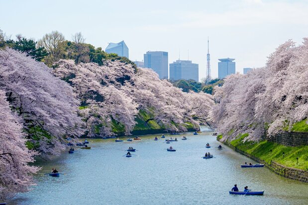 Un merveilleux spectacle de cerisiers en fleur que l’on peut admirer en barque à Chidorigafuchi (Tokyo), l’une des douves du palais impérial. (PhotoAC)