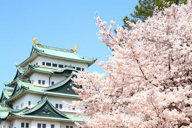 Cerisiers au château de Nagoya (Pixta)
