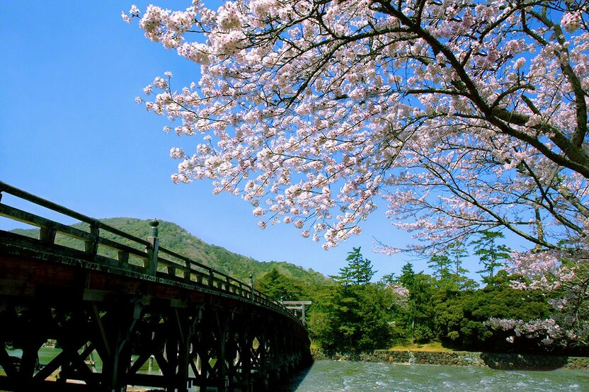 3月28日 和煦的春光中,盛开在宇治桥畔的樱花