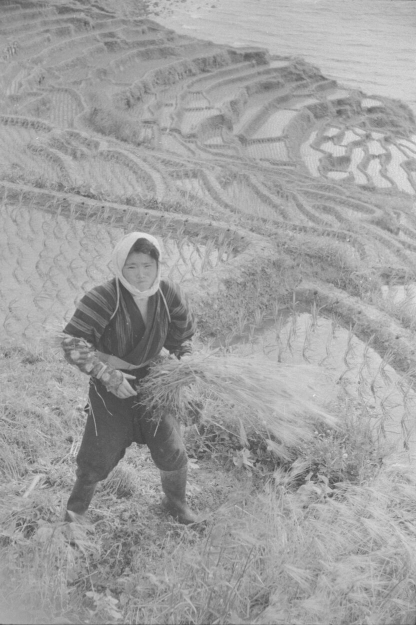 Récolte de riz en 1953 à Shiroyama Senmaida, une zone en pente de plus de 1 000 rizières en terrasses. (© Haga Hideo)