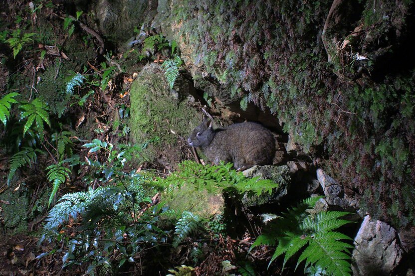 Le premier lapin d’Amami que j’ai réussi à photographier, sortant de son terrier rocheux.