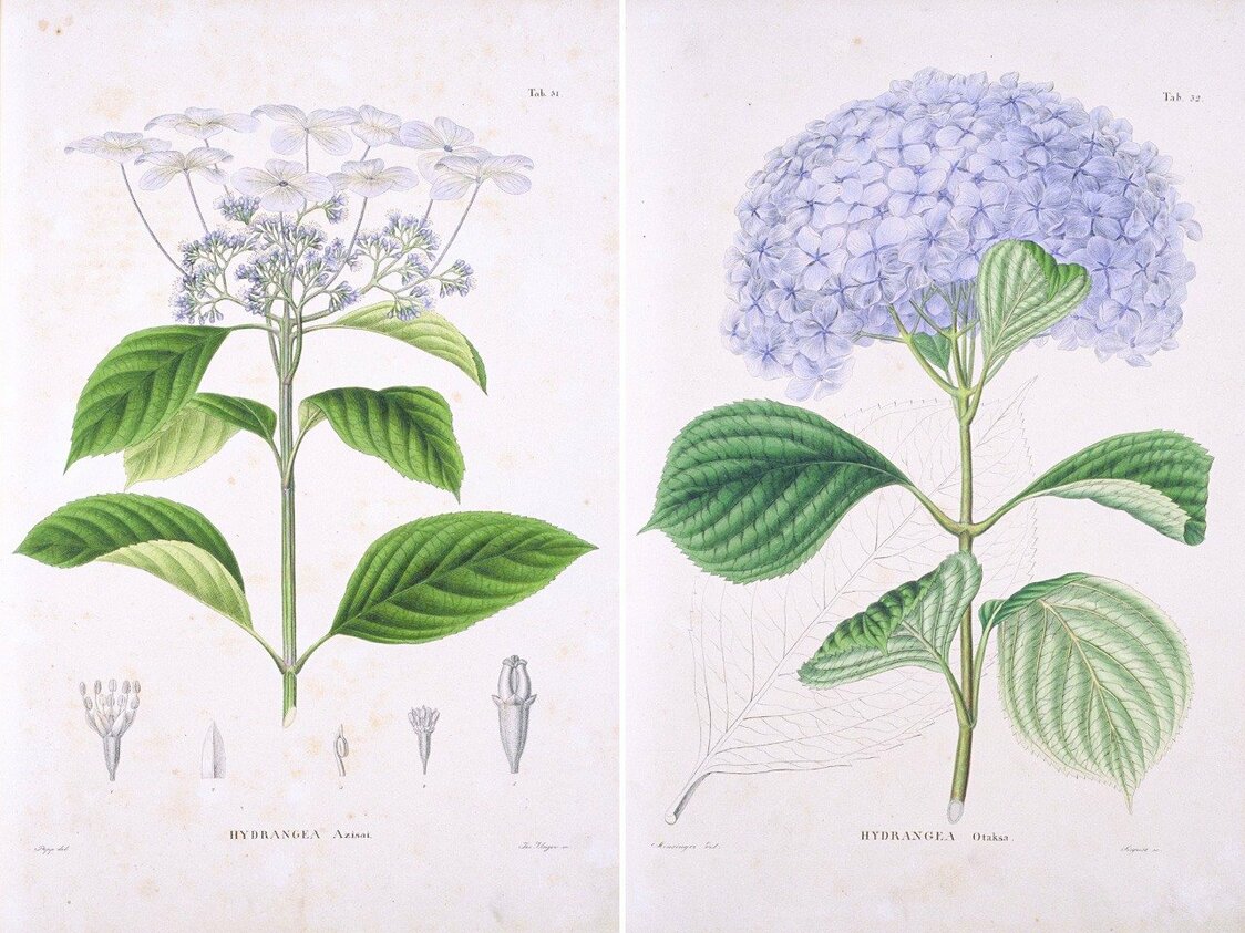 Hydrangea azisai (à gauche) et Hydrangea otaksa, dans le Flora Japonica de von Siebold. (© Bibliothèque des sciences biologiques, Université de Kyoto)