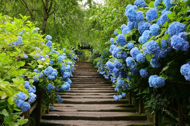 The famed blue hydrangeas at the Buddhist temple Meigetsuin in Kamakura. (© Photo AC)