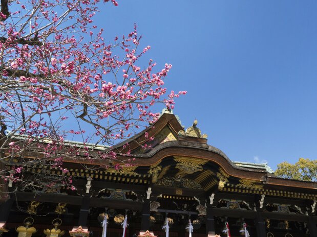 在国宝正殿前盛开的红和魂梅