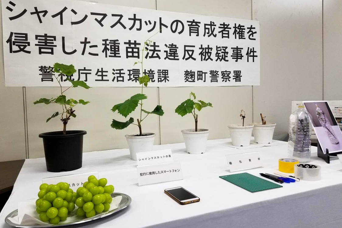 在未经授权私自保存阳光玫瑰苗木案件中缴获的苗木（2021年6月于东京，时事社）