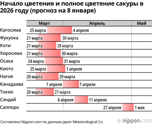 Начало цветения и полное цветение сакуры в 2026 году (прогноз на 8 января)