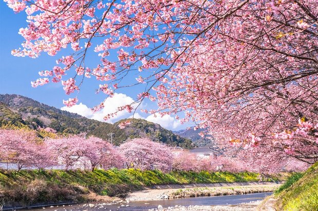 Kawazu zakura en flor; Kawazu, prefectura de Shizuoka. (Pixta)