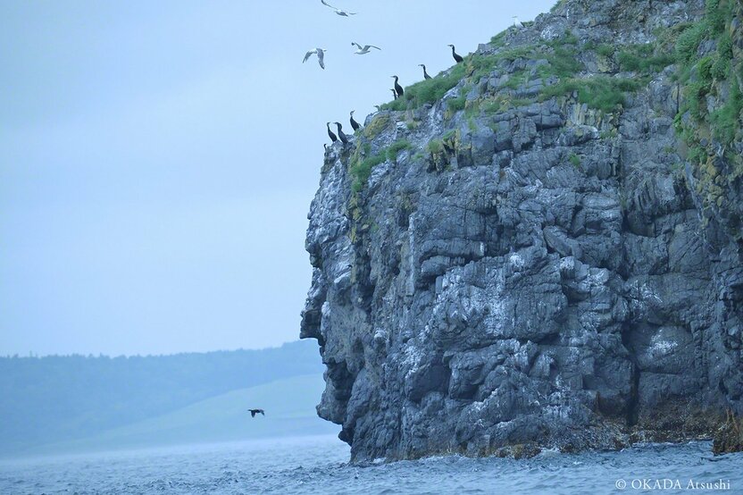 En las costas de la isla vive un gran número de aves de gran interés. Fotografía tomada en julio de 2020 por Okada Atsushi.