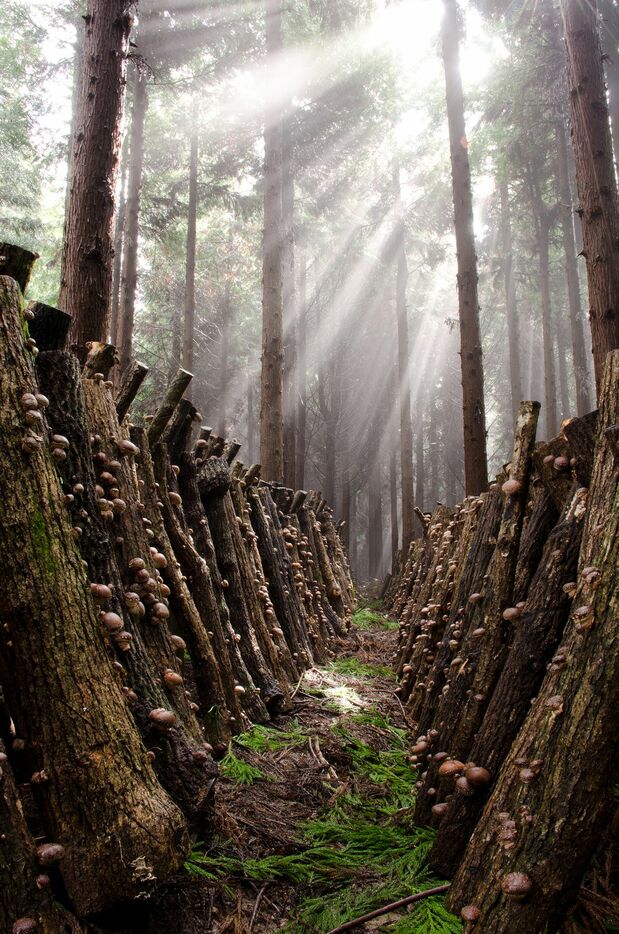 Shiit​ake cultivé en forêt (avec l’aimable autorisation du Conseil de promotion des shiitake d’Ôita)
