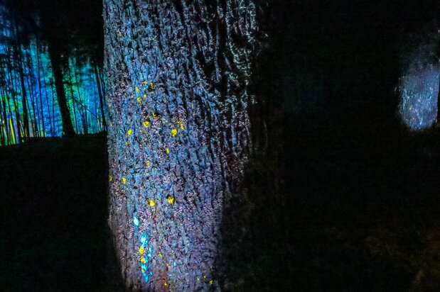 Le lichen Parmotrema tinctorum, symbiose entre un champignon et une algue, brille de teintes vives, jaunes et bleues. (Nippon.com)