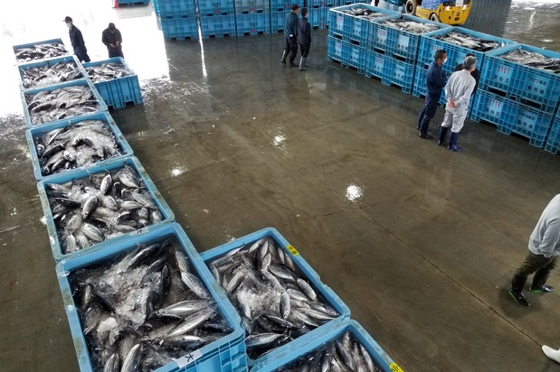気仙沼では、5月下旬から6月ごろの「初ガツオ」と、9月から11月ごろの「戻りガツオ」の年2回の旬がある(気仙沼市役所提供)