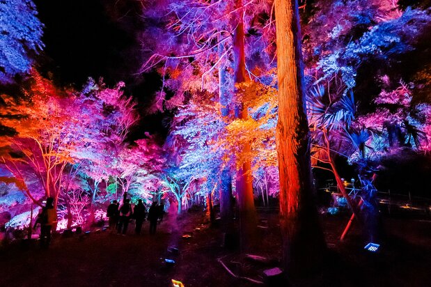 Les arbres changent de couleurs au passage des visiteurs. (Nippon.com)