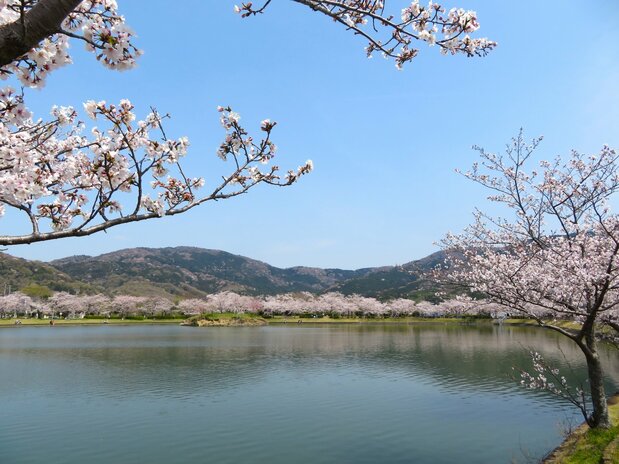北条大池 = 茨城県つくば市(フォトAC)/ 筑波山麓の灌漑用の池。山並みを背景に桜が咲き競う
