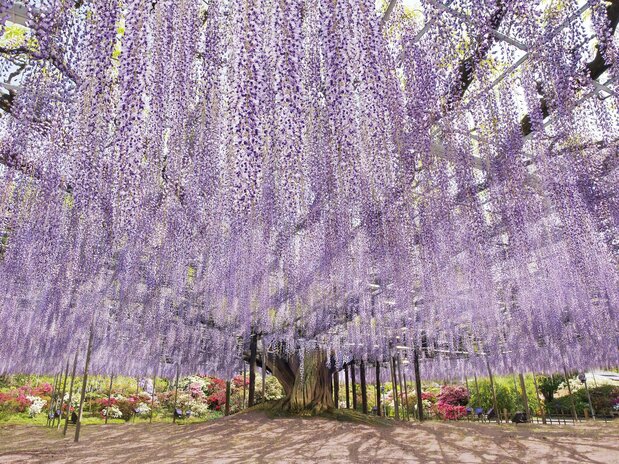 (© Ashikaga Flower Park)