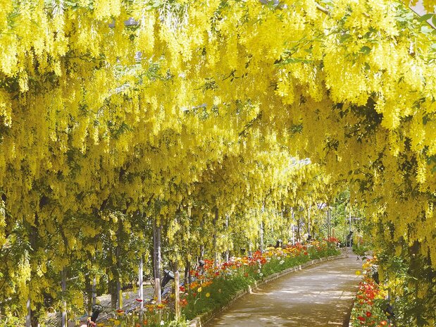 (© Ashikaga Flower Park)