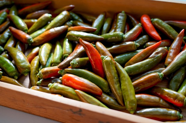 Chiles recién cosechados; se trata de una variedad introducida desde Corea del Sur. (© Ukita Yasuyuki)