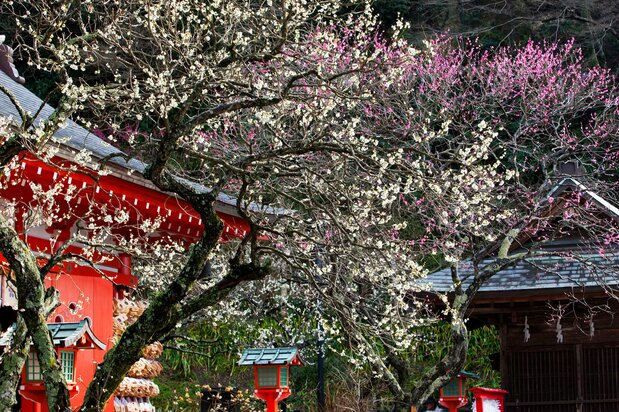 源赖朝故居东北方的荏柄天神社拜殿前