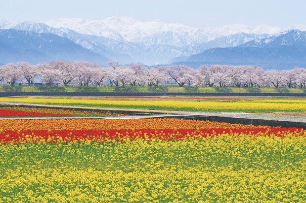 Asahi’s spring quartet. (© Asahi Town Tourism Association)