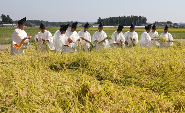 举行“斋田拔穗之仪”,采收用于大尝祭的稻米,2019年9月27日,枥木县高根泽町(时事社)