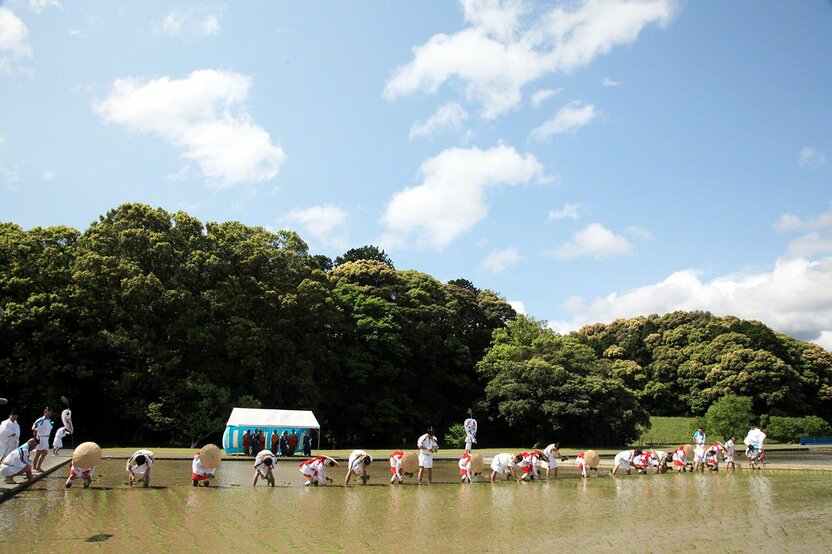5月12日 伊势神宫各种祭祀活动都要使用稻米。插秧在乐师们演奏的田乐声中进行