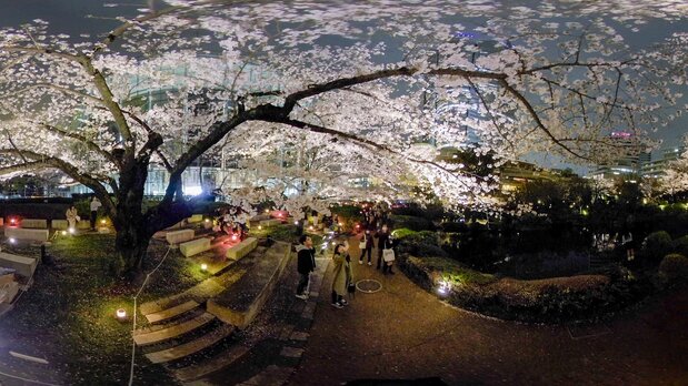 六本木毛利庭园的夜樱