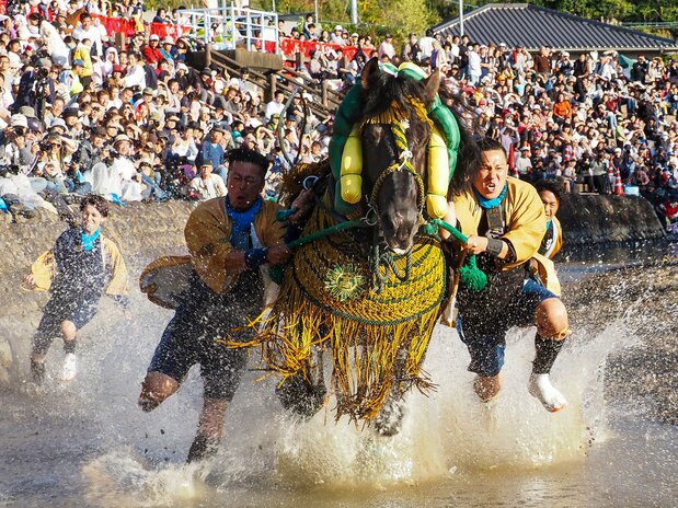 Es una exhibición de coordinación entre hombres y caballos. Los rocines se crían en la zona para participar en el festival.