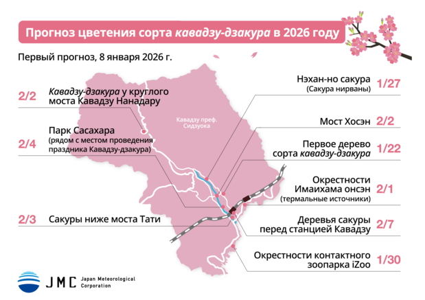 Прогноз цветения сорта кавадзу-дзакура в 2026 году