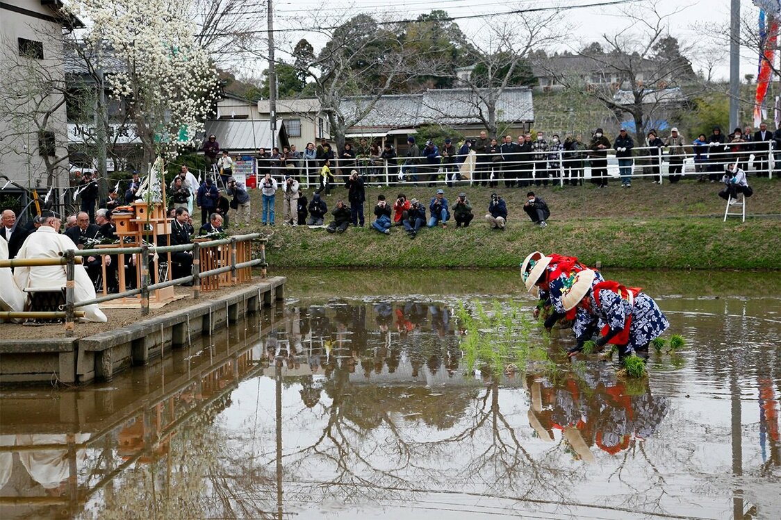 “香取神宫插秧祭”上，插秧姑娘们一边唱着插秧歌，一边将稻苗种在神社的圣田中（千叶县香取市，4月1-2日）