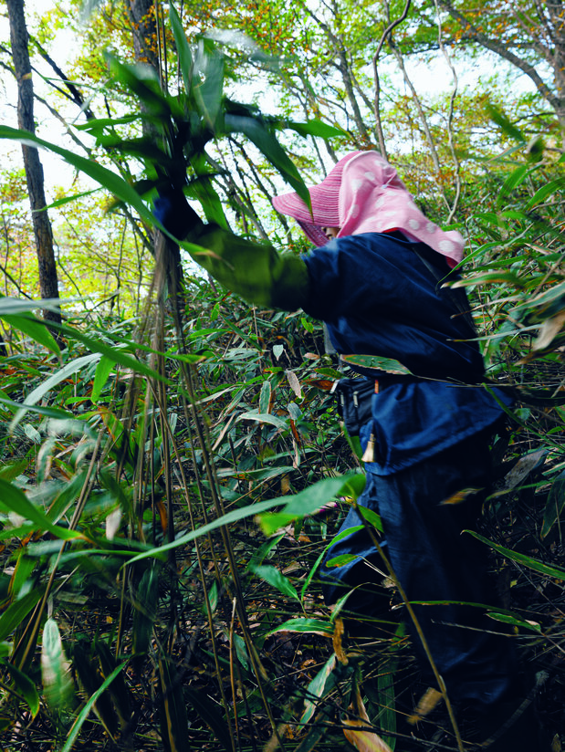 手执采到的筱竹登山(图片:在本弥生)