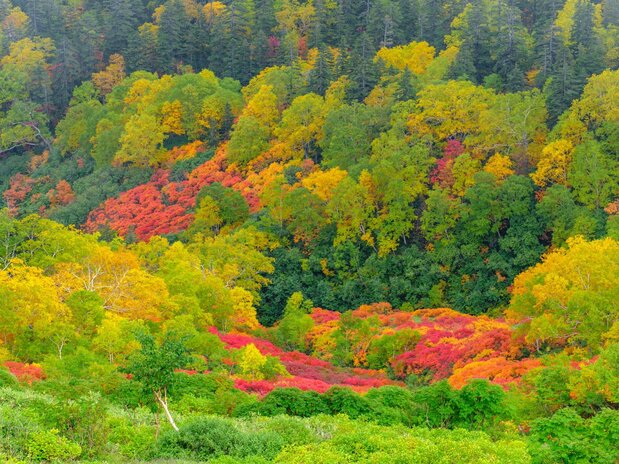 Осенняя листва в Гинсэндай (© PhotoAC)