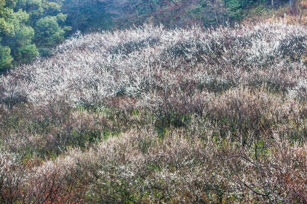 十二所果树园的土地属于镰仓风致保存会，种有400棵梅花树