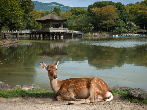 红叶季节将近,一只鹿躺卧在浮见堂前