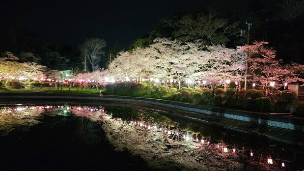 茂原公園 = 千葉県茂原市(フォトAC) / 2850本もの桜が植えられ、「日本桜名所100選」にも選ばれている。3月中旬から約1カ月の夜のライトアップは幻想的