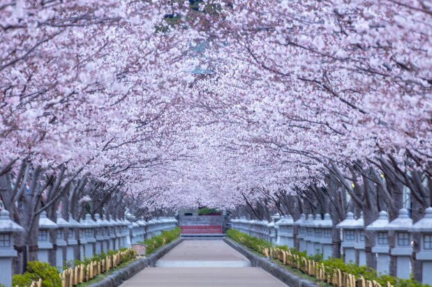 Flowering cherries transform the 500-meter-long Dankazura into a tunnel of blooms. (© Harada Hiroshi)