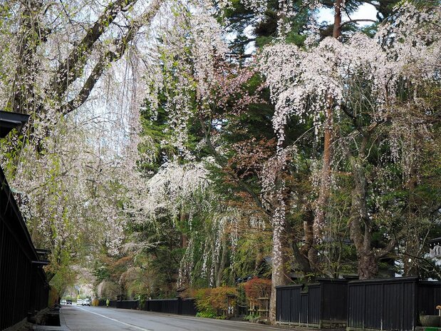 Calle de las residencias de samuráis. (Cortesía de la Asociación de Turismo de Tazawako Kakunodate)