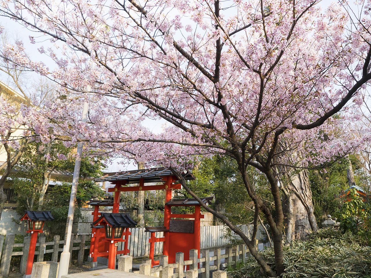 Красивые сакуры цветут и возле третьих тории, известного места любования осенней листвой