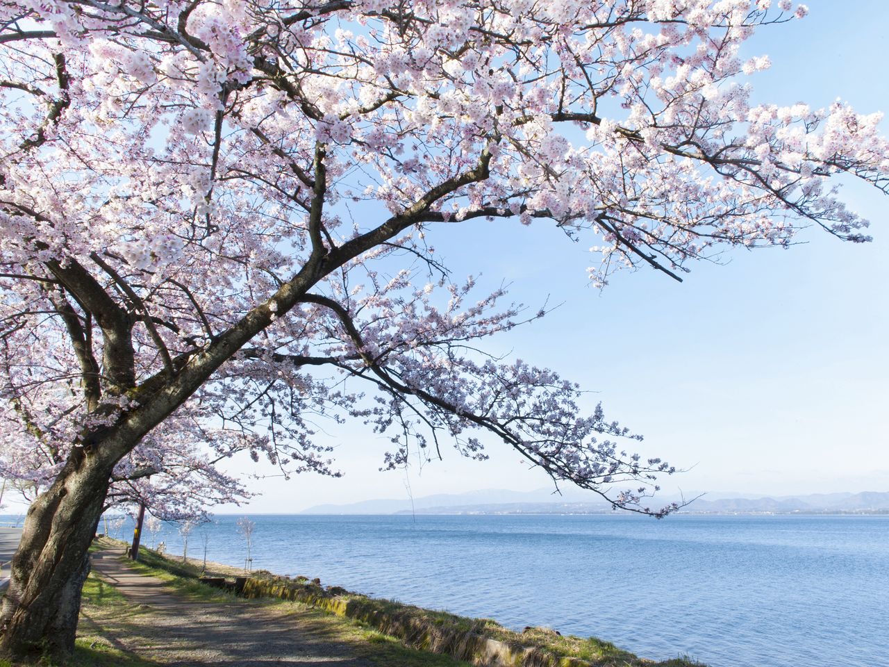 Бледно-розовые цветы сакуры прекрасно гармонируют с синевой водной глади и голубым небом