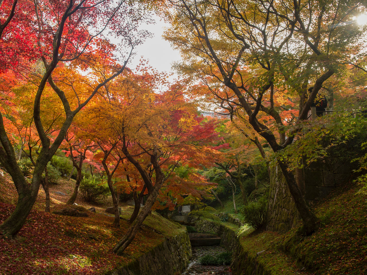 Прекрасная осенняя листва в ущелье Сэнгёкукан