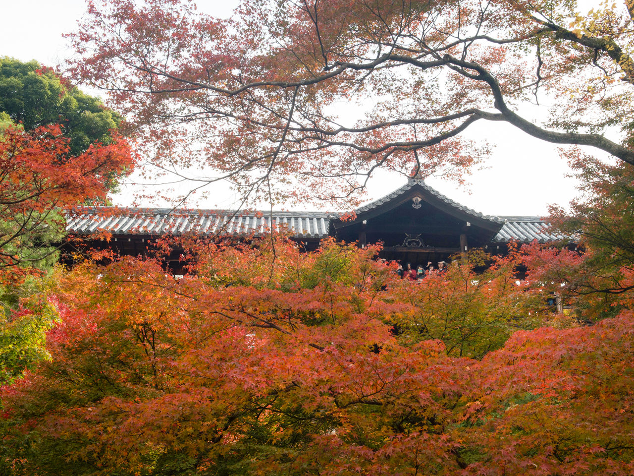 Осенний вид на мост Цутэнкё из ущелья Сэнгёкукан