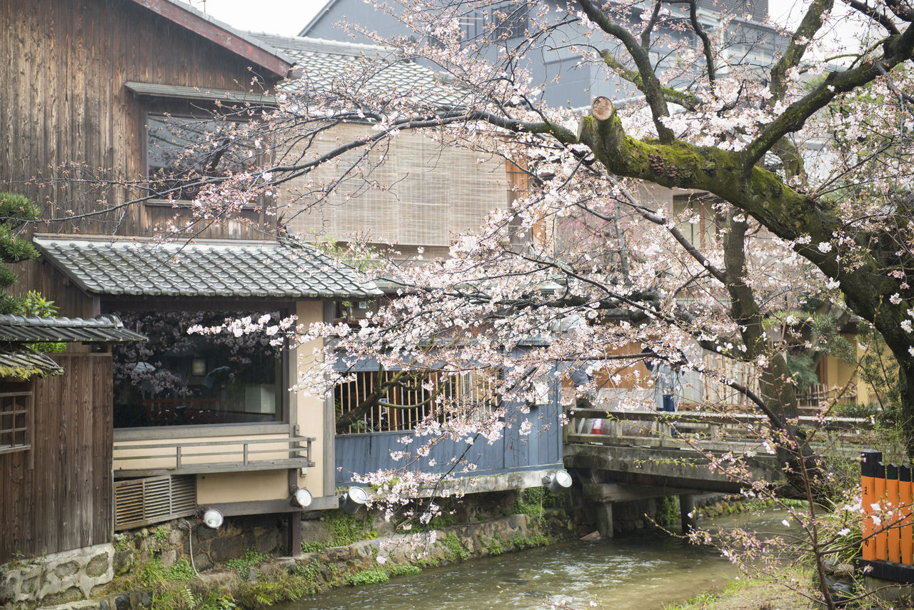 Цветущая сакура на берегах реки Сиракава в районе Гион в Киото