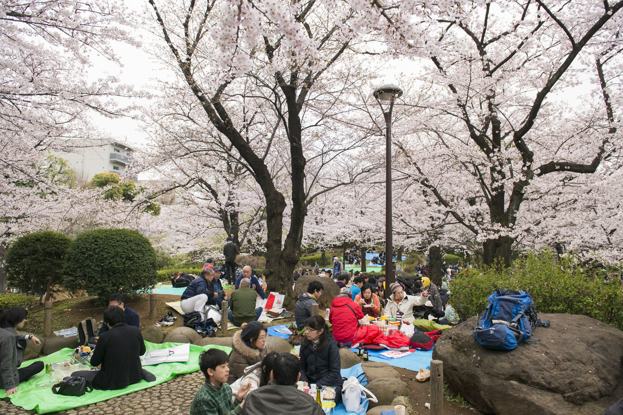 Пикник в парке Сумида в Токио