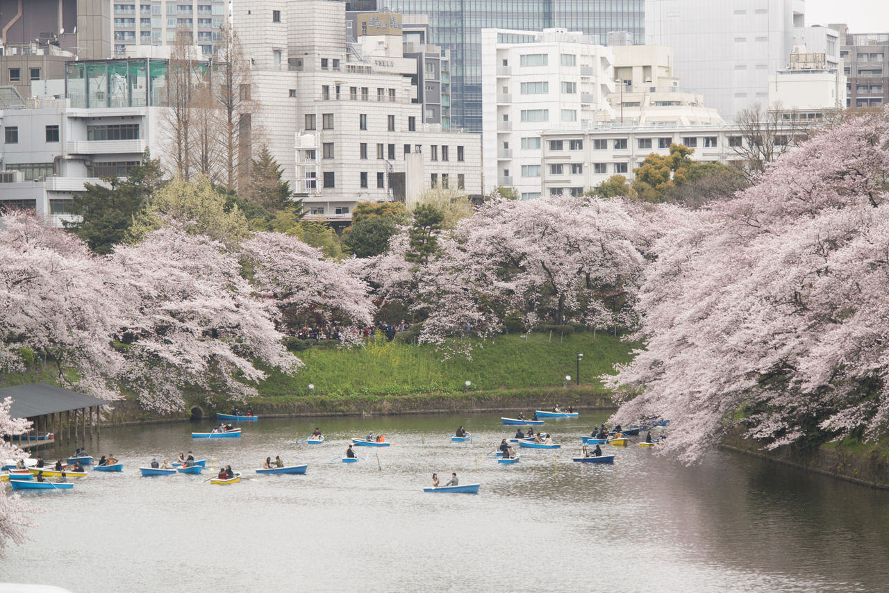 Люди на лодках наслаждаются цветением деревьев, растущих у крепостного рва императорского дворца в Токио