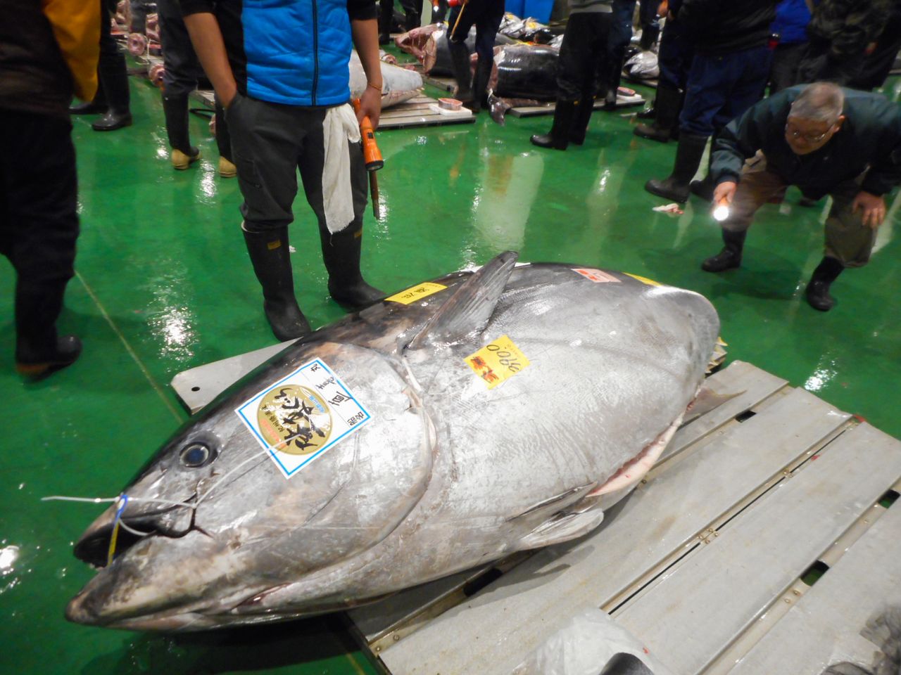 Покупатель-оптовик проверяет качество рыбы, освещая фонариком обрезанный хвост голубого тунца (фото автора)