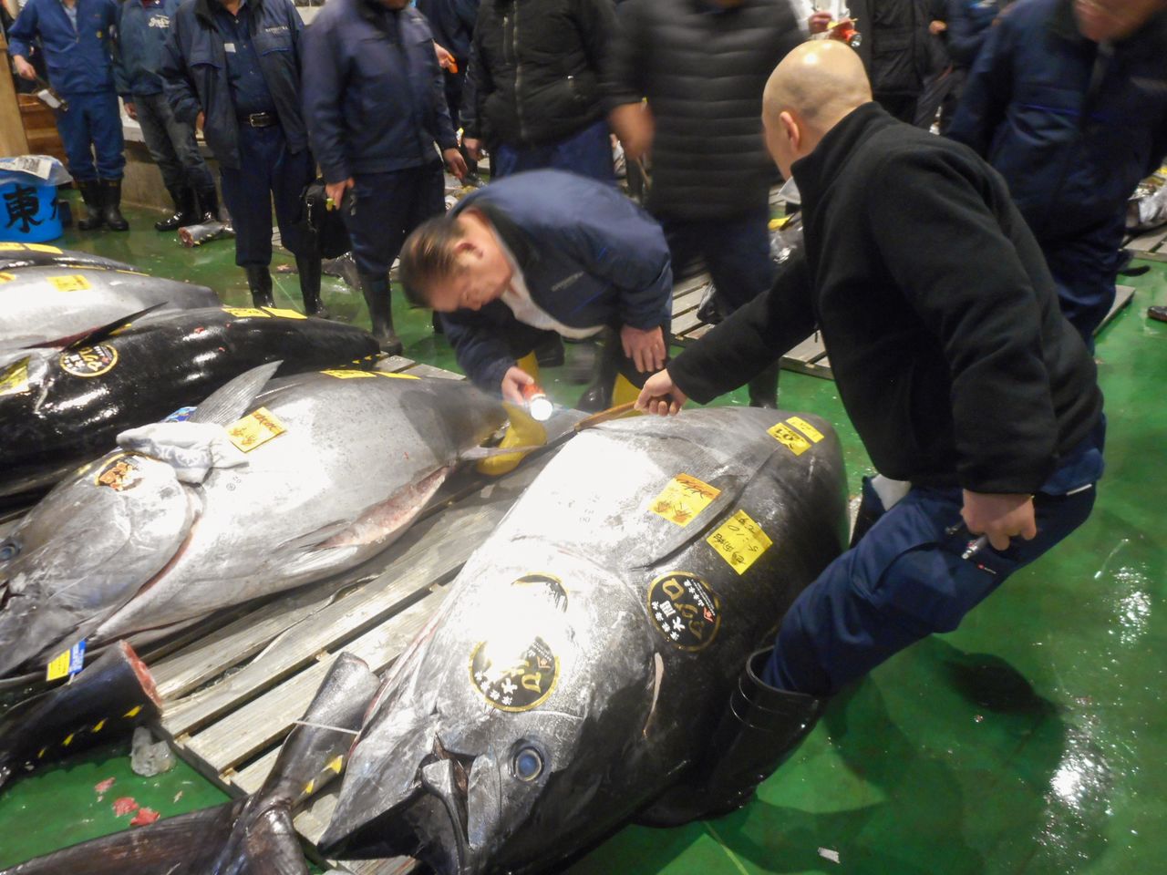 Президент компании «Суси Дзаммай» Кимура Киёси осматривает живот голубого тунца, определяя качество рыбы (фото предоставлено рыбным рынком)