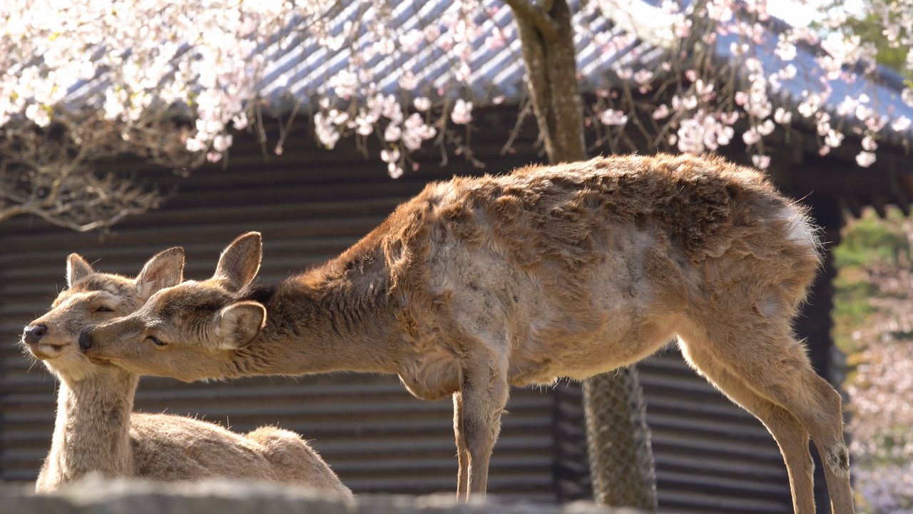 Олени и сакура в парке Нара