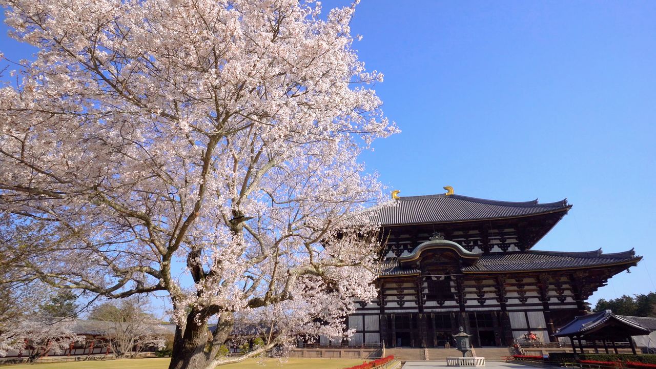 Цветущая сакура на фоне главного зала монастыря Тодайдзи, где находится статуя Великого Будды