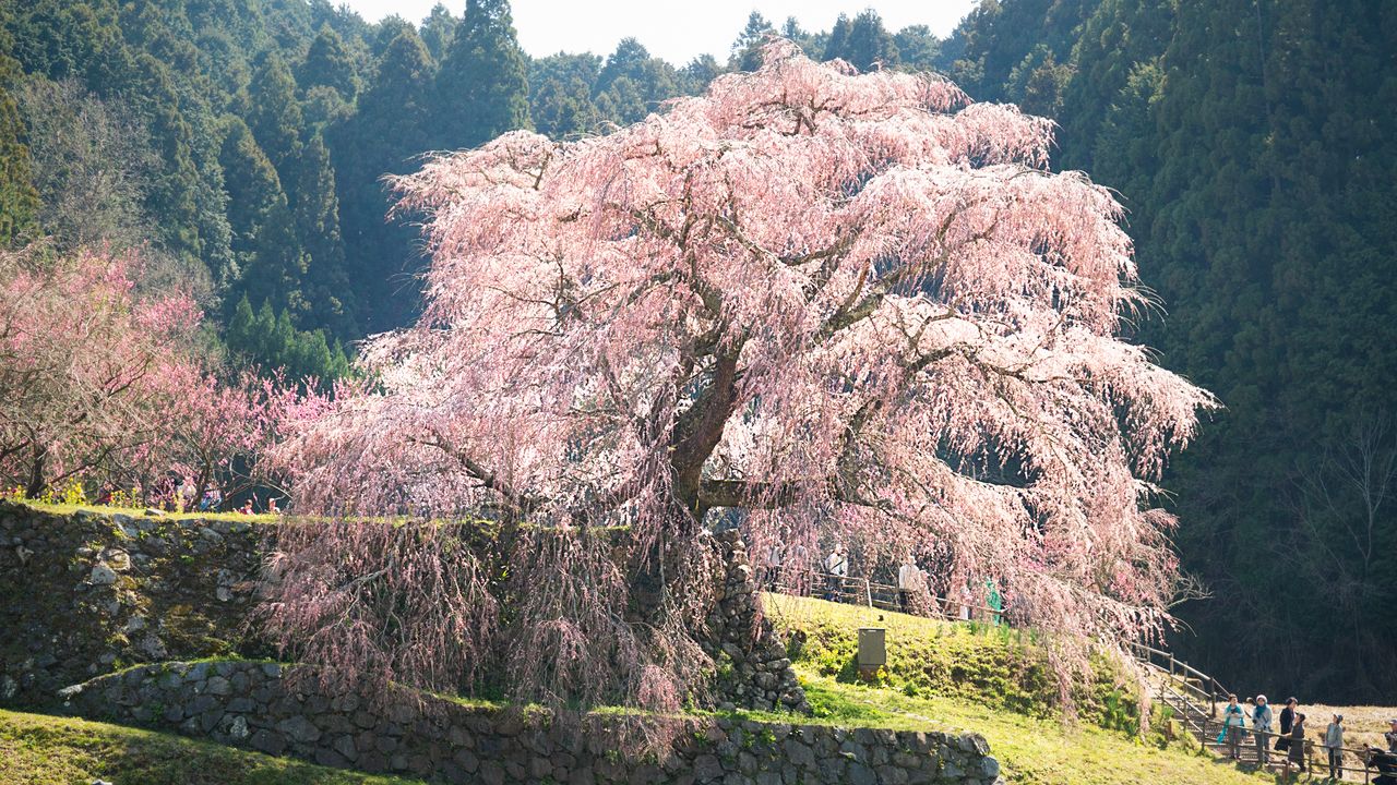 Матабэ-дзакура и яркие цветущие персиковые деревья на заднем плане
